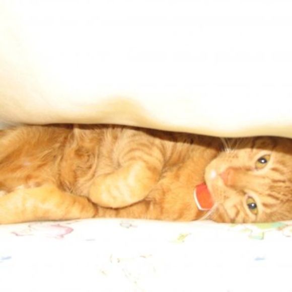 Meet your Posher, Lisa - Picture 1 of 1